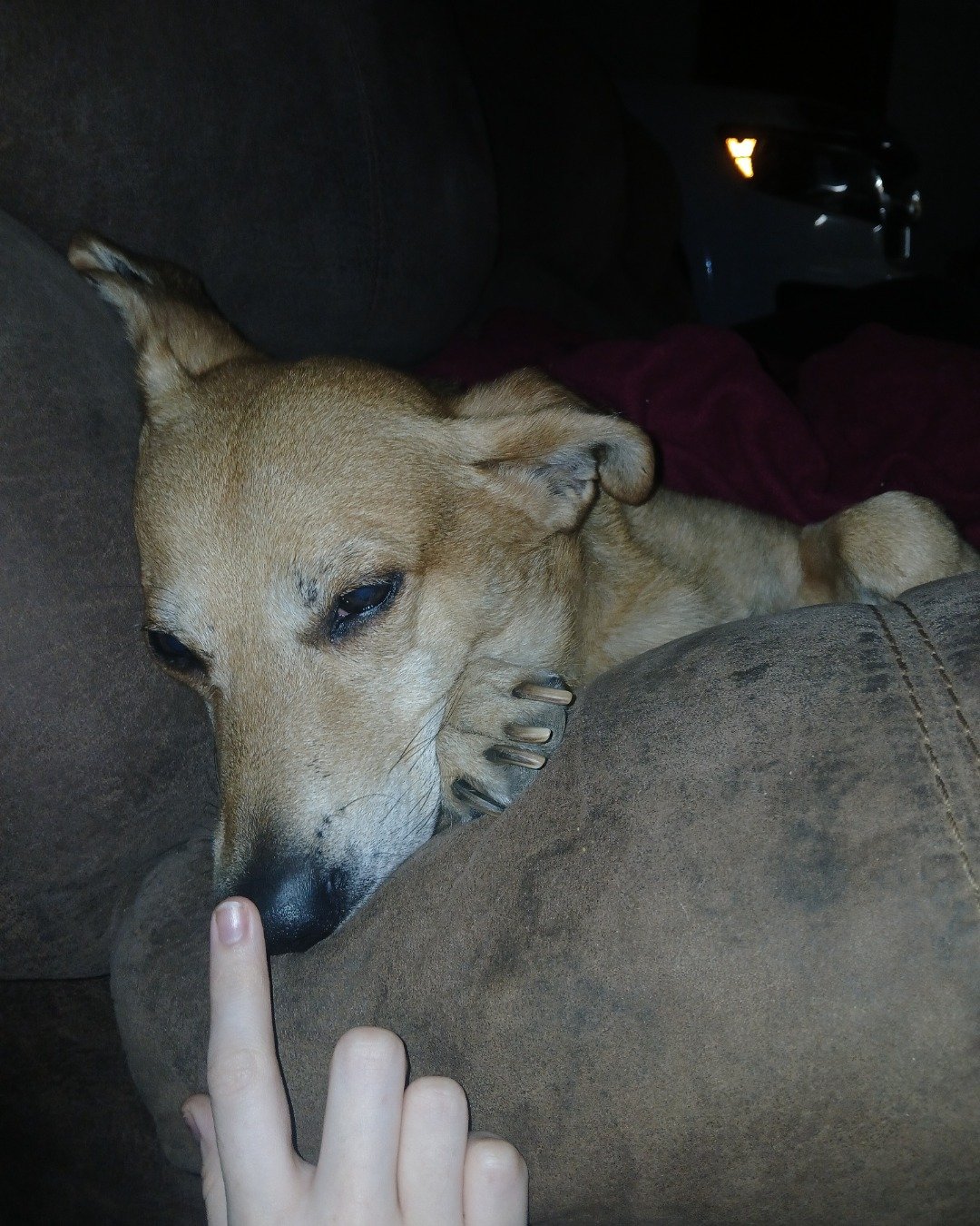 Rascal the German shepherd mix. Couch, Furniture, Body Part, Finger, Hand, Person