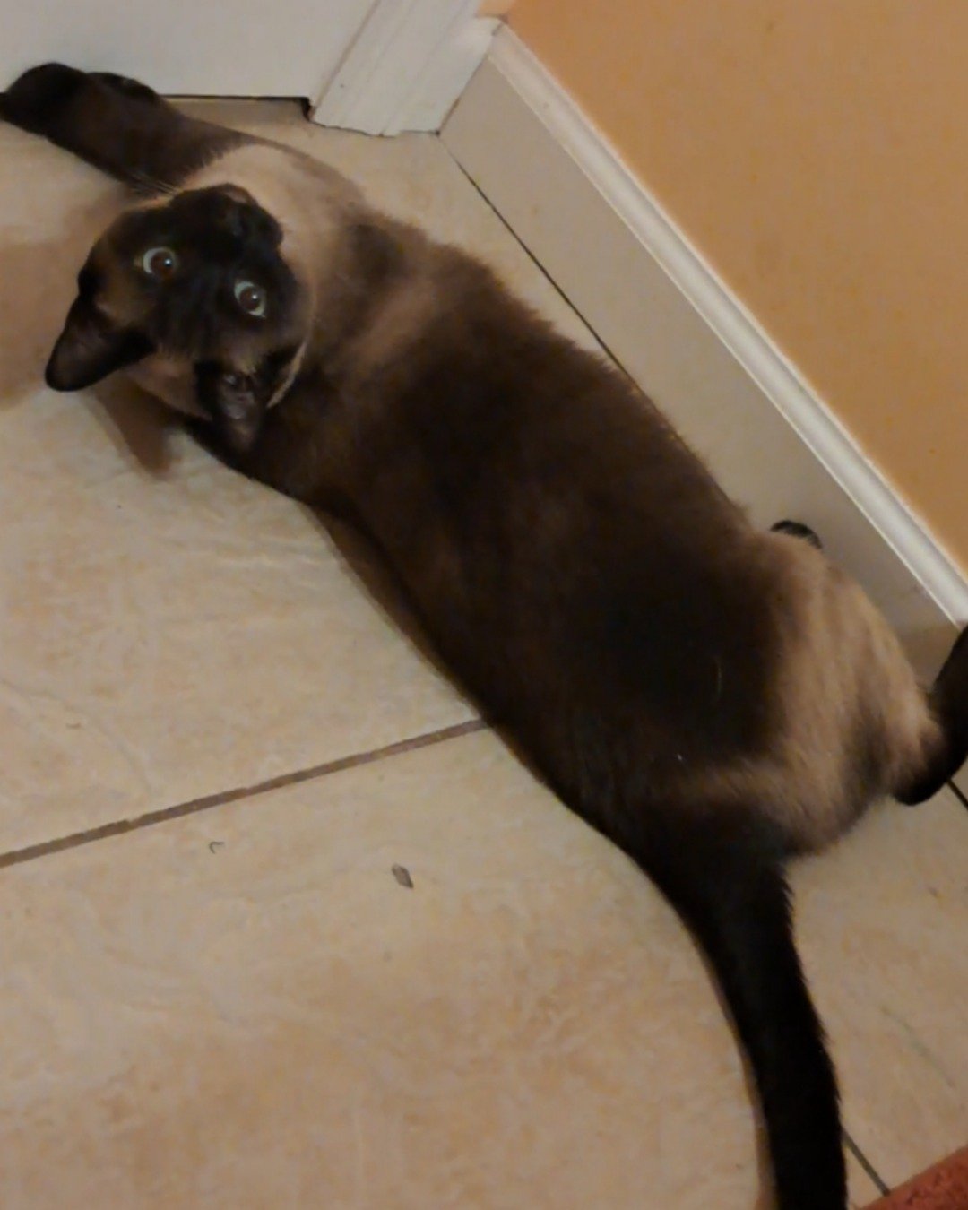 Luna🌙💫 (twin of Stella) the Siamese. Cat, Dog, Siamese