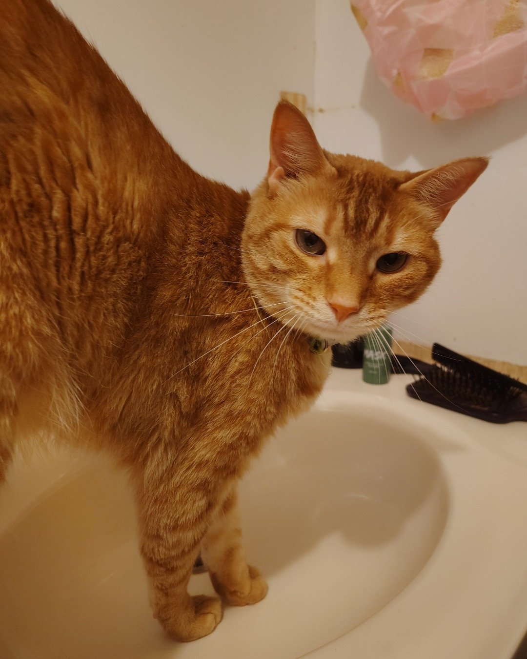 Harry the Ginger. Cat, Brush, Device, Tool, Abyssinian