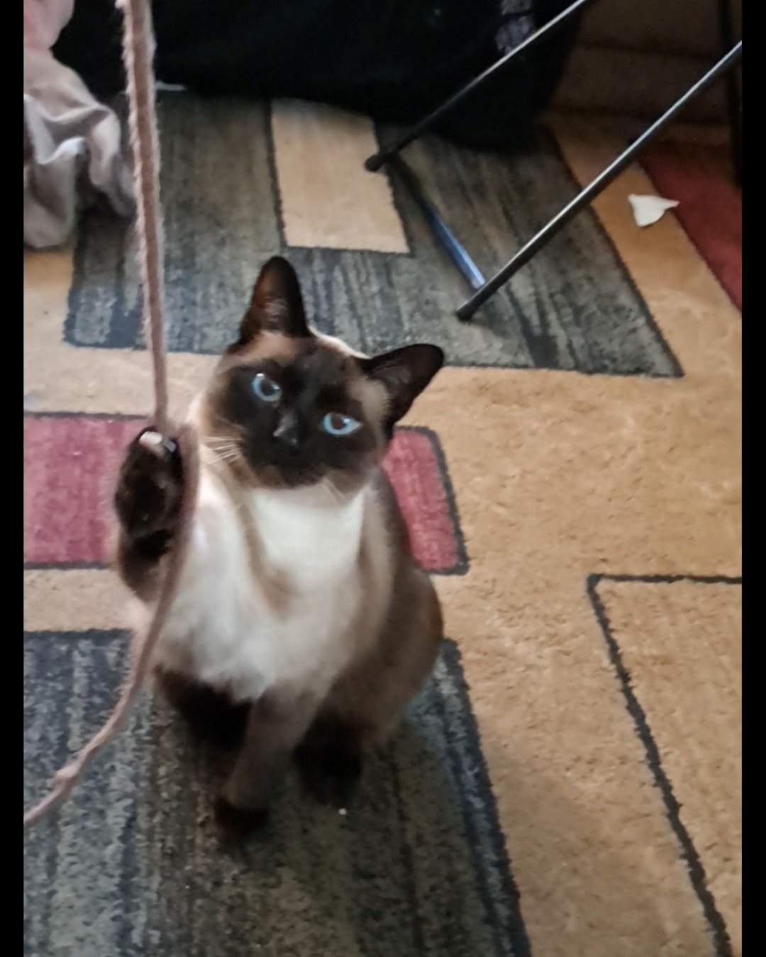 Luna🌙💫 (twin of Stella) the Siamese. Cat, Siamese