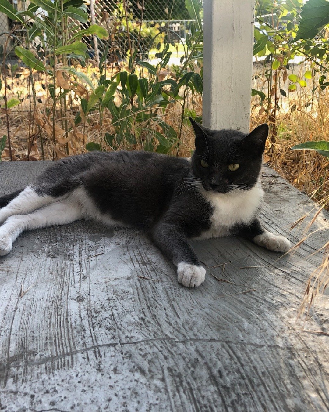 Petunia the Grey Tuxedo. Plant, Potted Plant, Wood, Herbal, Herbs, Soil