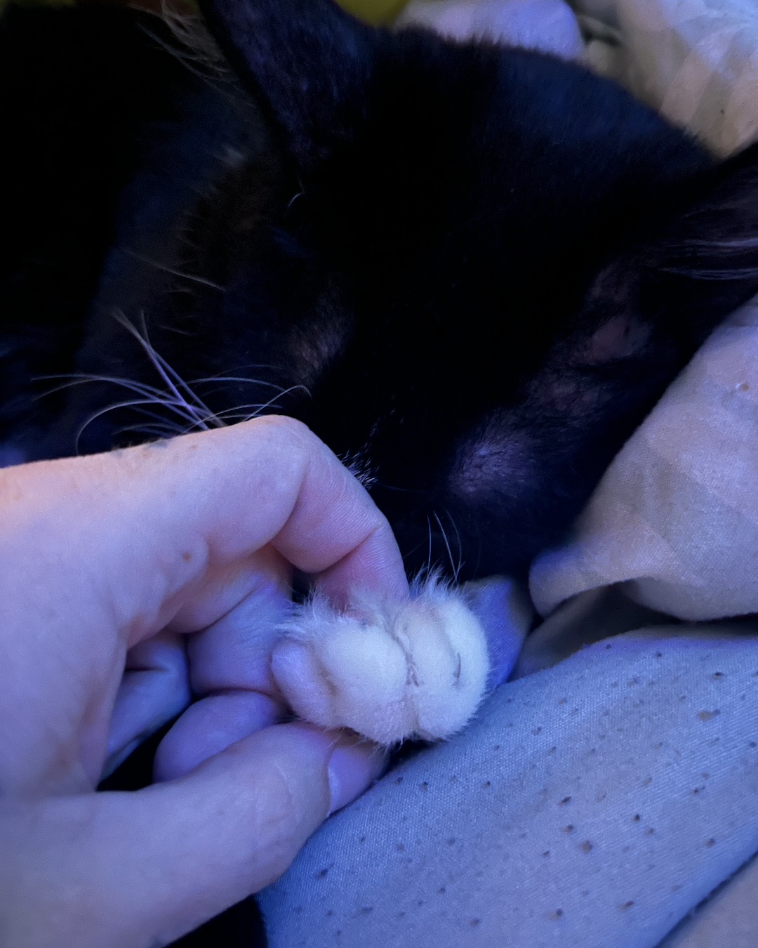 Oliver Bean. Body Part, Finger, Hand, Person, Cat, Kitten