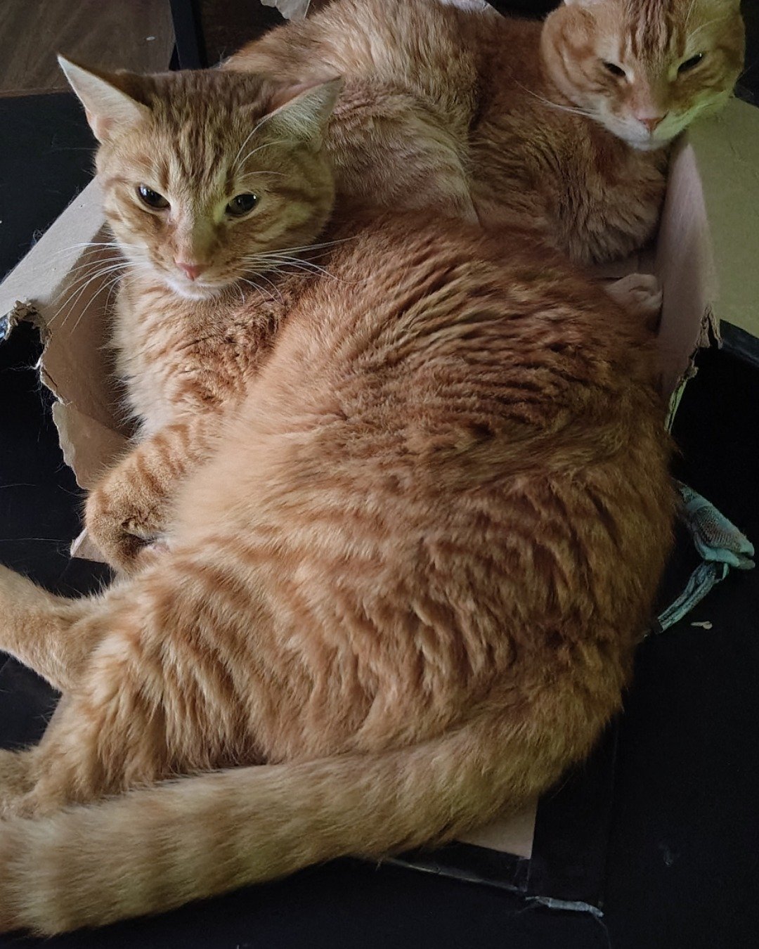 The Ginger Bros the Ginger. Abyssinian, Cat