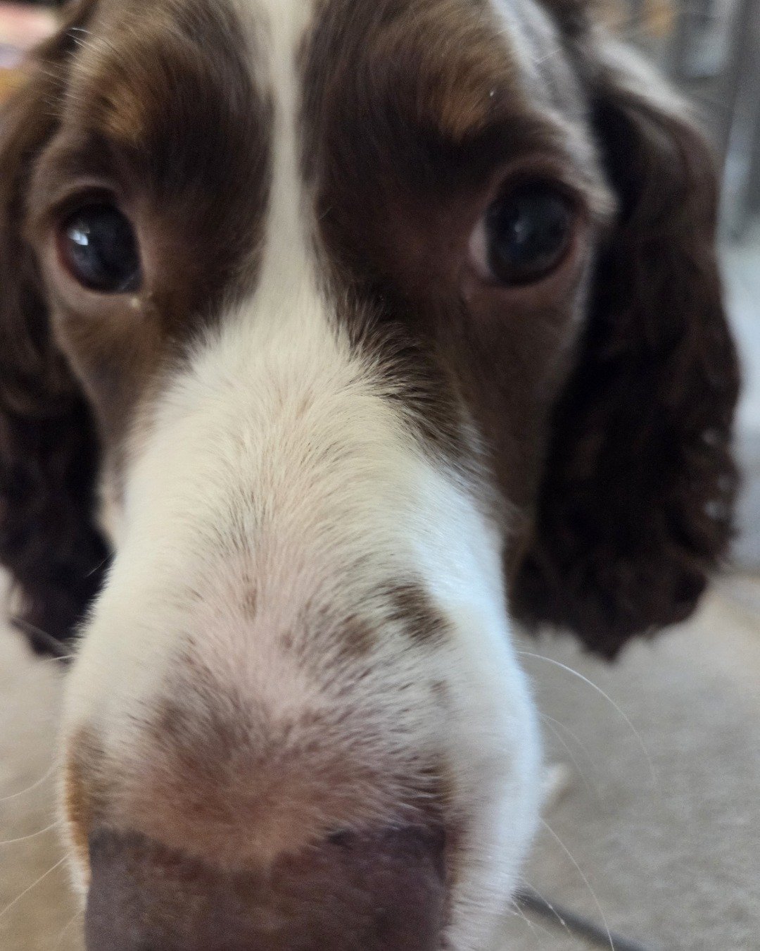 Sparky the English Springer Spaniel. Dog, Puppy, Cocker Spaniel