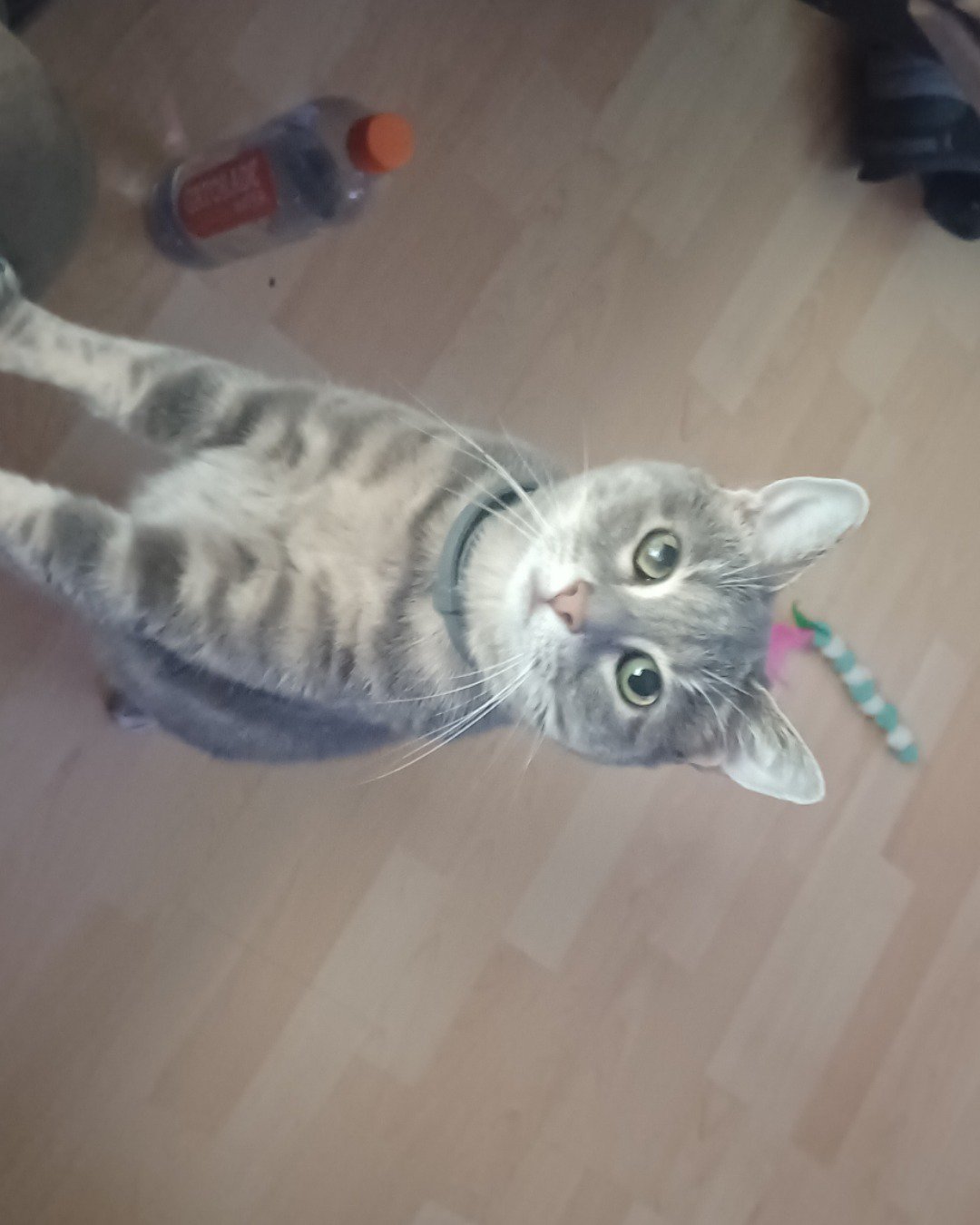 dutchess the short haired cat. Cat, Kitten, Wood, Person, Floor, Manx