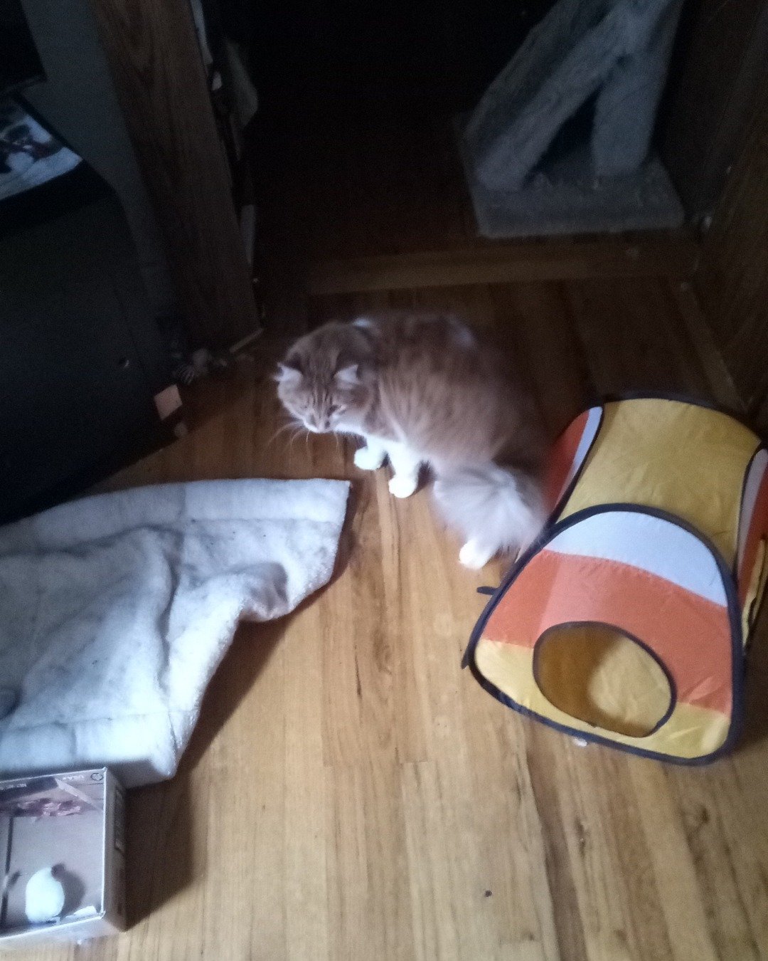Lucky. Wood, Cat, Kitten, Indoors, Interior Design, Architecture
