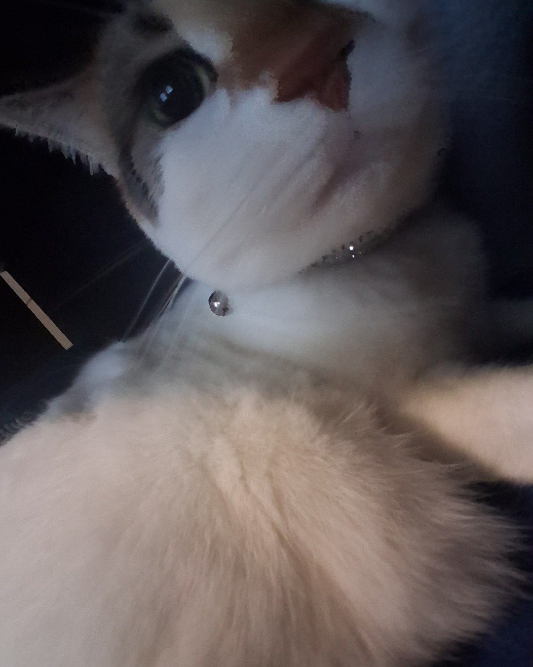 Callie the Calico maincoon. Accessories, Cat, Kitten