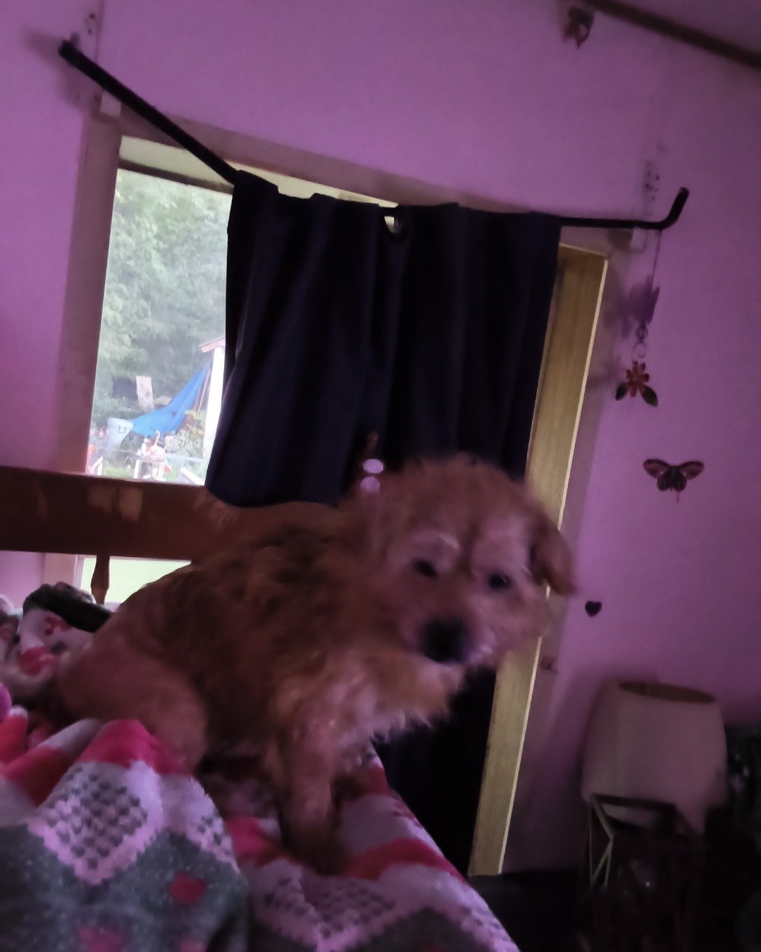 dexter the mutt. Dog, Puppy, Architecture, Building, Outdoors, Shelter