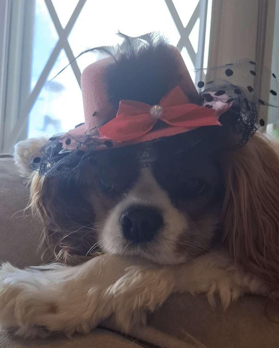 Arya the Cavalier King Charles Spaniel. Clothing, Hat, Dog, Puppy, Person, Costume