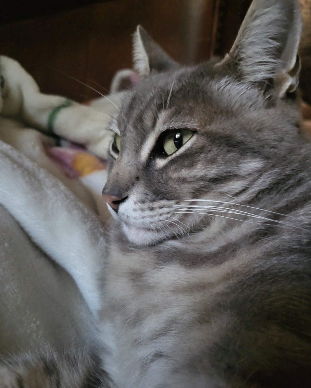 Jack the Tabby. Abyssinian, Cat, Kitten