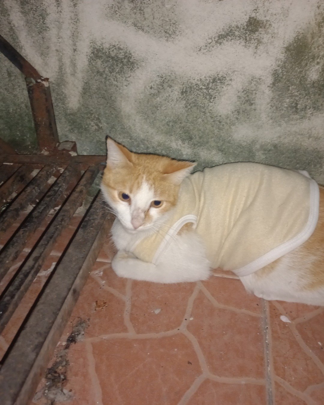 Mango. Cat, Bench, Furniture, Floor