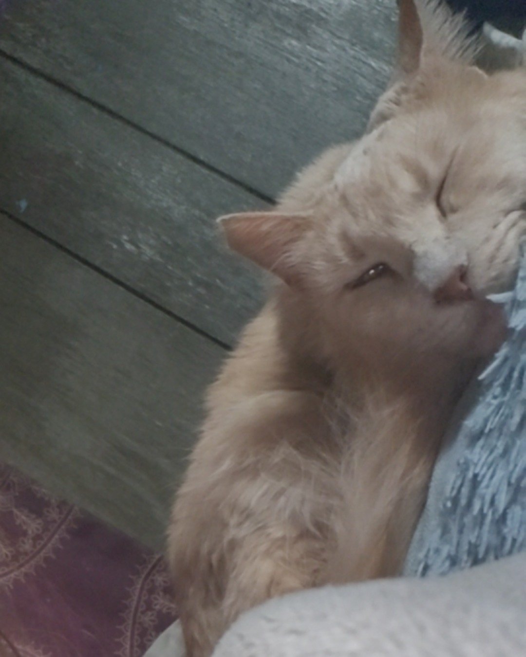 Hazel. Cat, Kitten, Wood