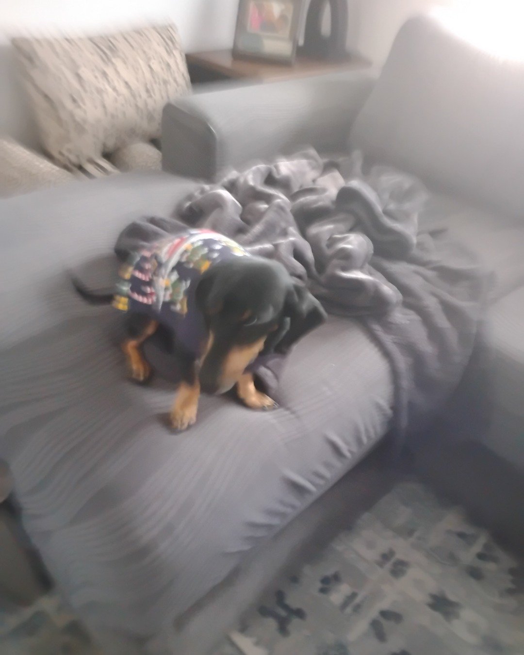 ralphie the wiener dog. Cushion, Home Decor, Dog, Puppy, Couch, Furniture