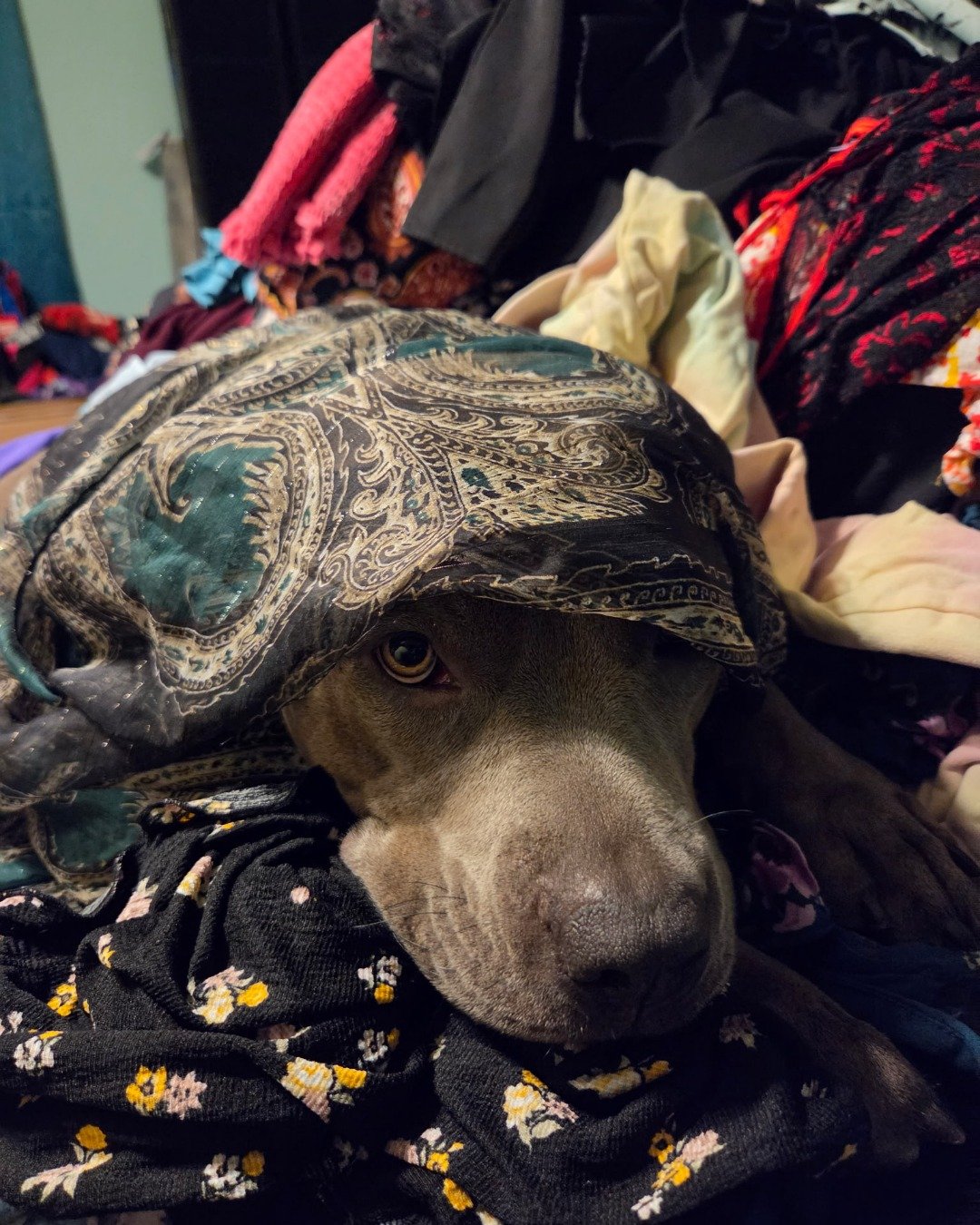 violet the pitbull. Blanket, Home Decor, Linen, Dog, Hound, Furniture