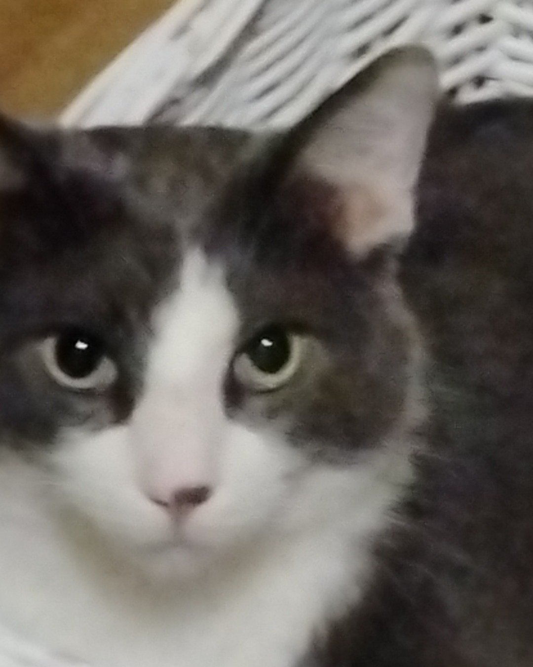 Roy. Cat