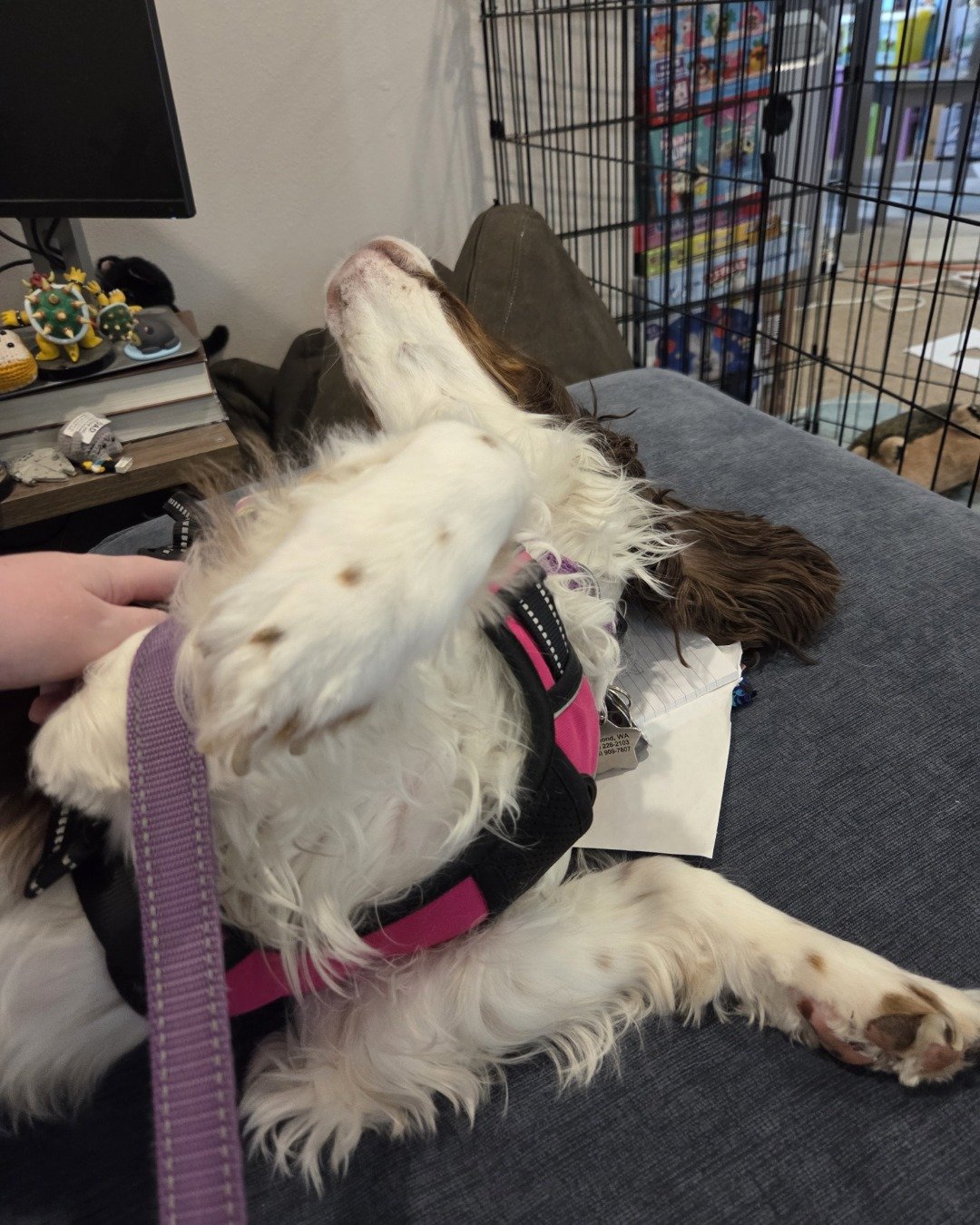 Sparky the English Springer Spaniel. Accessories, Strap, Dog, Puppy, Indoors, Computer Hardware