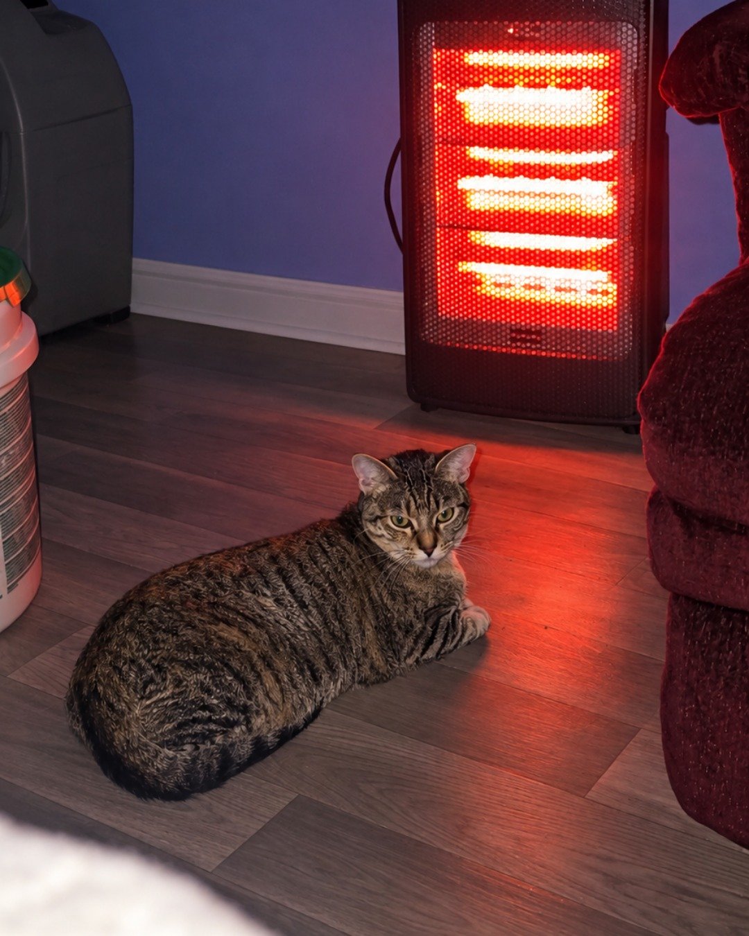 Nugget the tabby. Hardwood, Wood, Floor, Flooring, Couch, Furniture