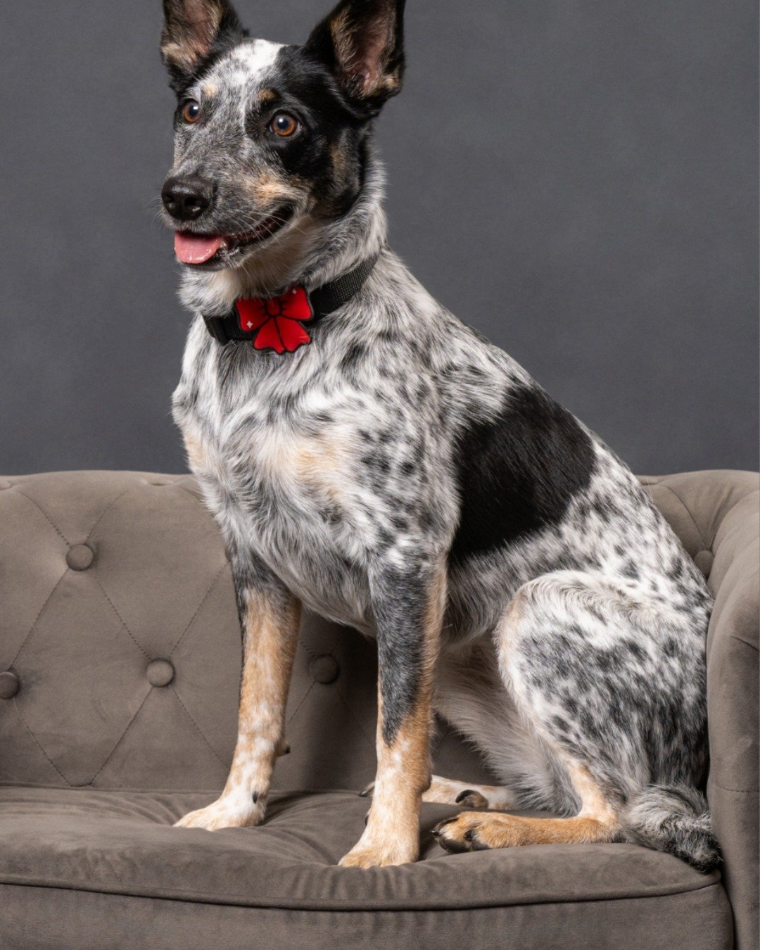 Marzi the Blue Heeler + Border Collie. Dog, Couch, Furniture
