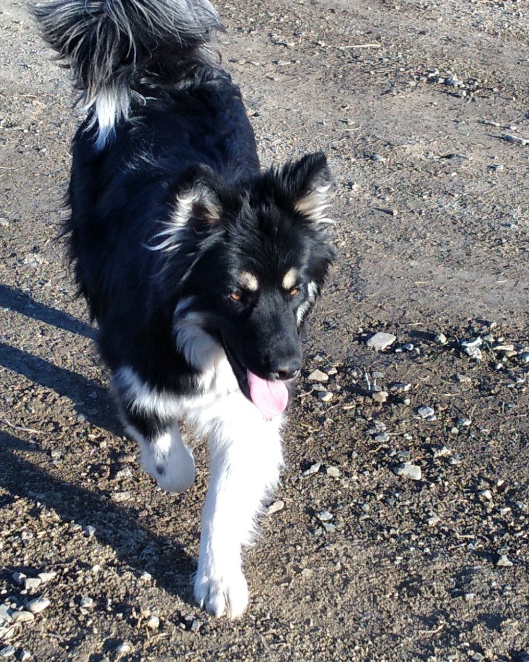 Nola the Husky/border collie/blue healer mix. Dog, Soil, Accessories, Strap