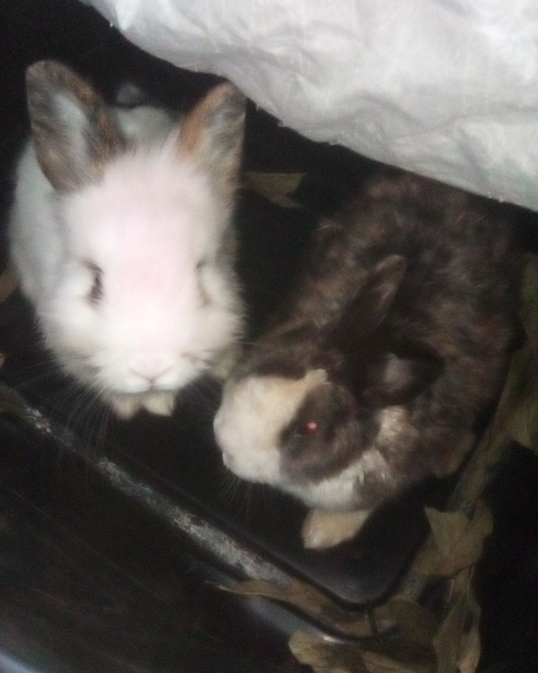 stormy and Lola bunny. Cat, Rabbit, Dog, Hare, Rodent