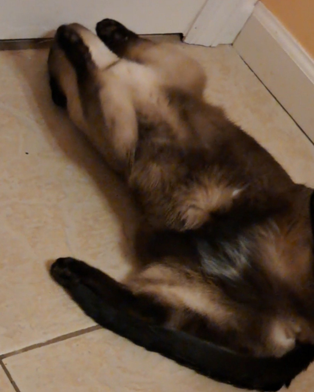 Luna🌙💫 (twin of Stella) the Siamese. Cat, Dog, Siamese