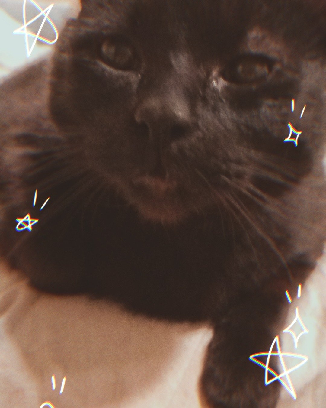 Milo the Unknown. Cat, Black Cat