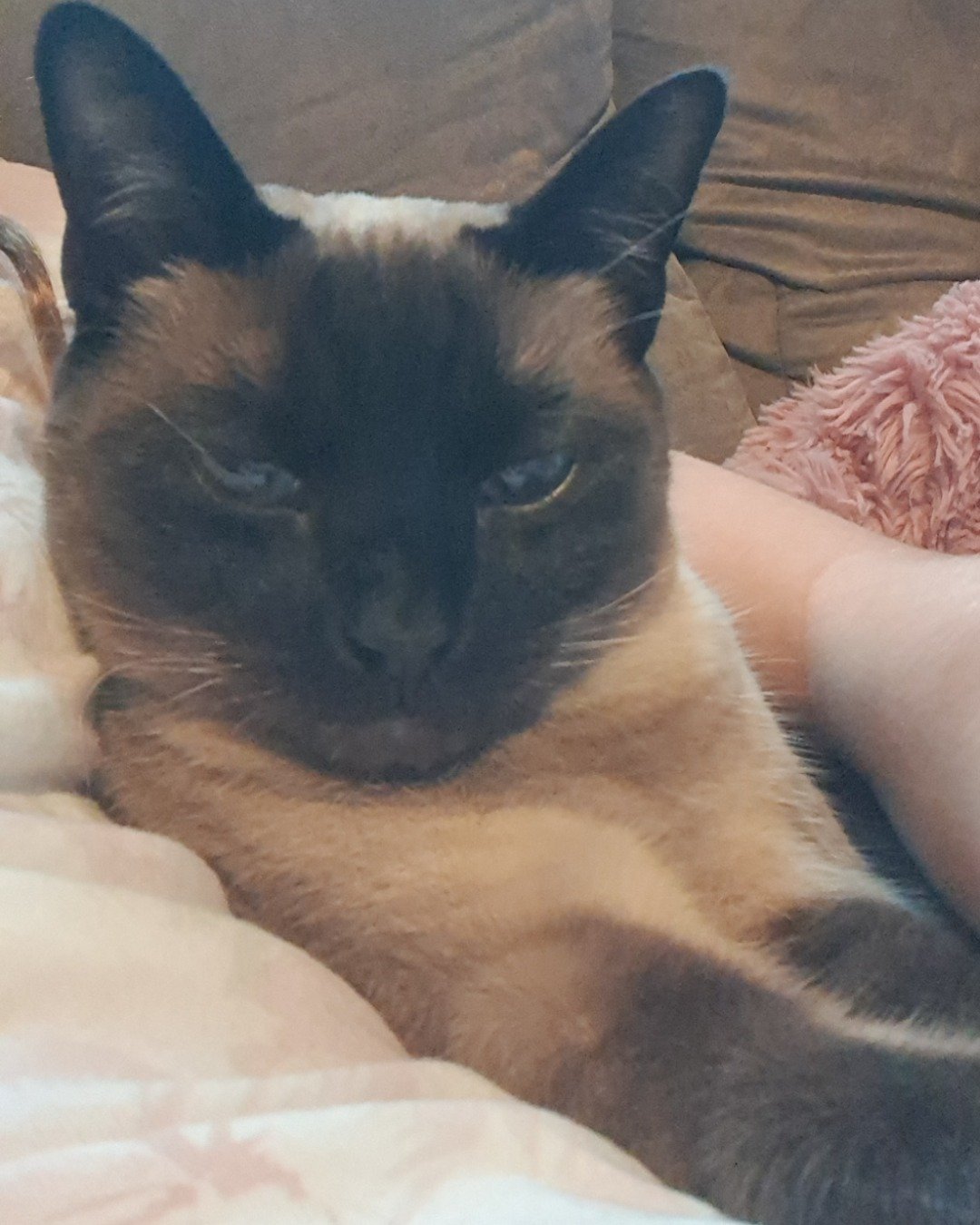 Luna🌙💫 (twin of Stella) the Siamese. Cat, Siamese