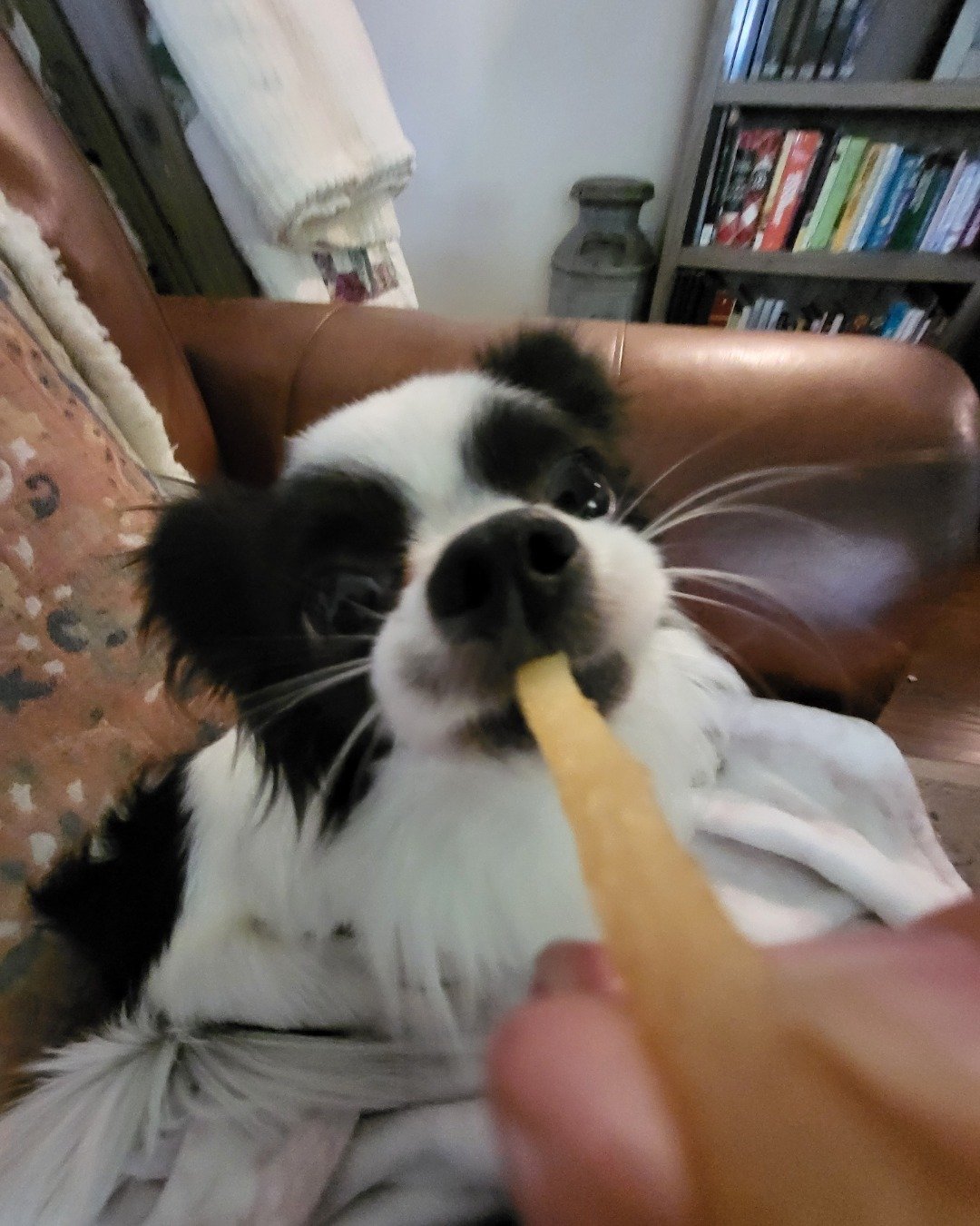 Danny the Long haired Chihuahua. Dog, Puppy, Cutlery, Spoon, Couch, Furniture