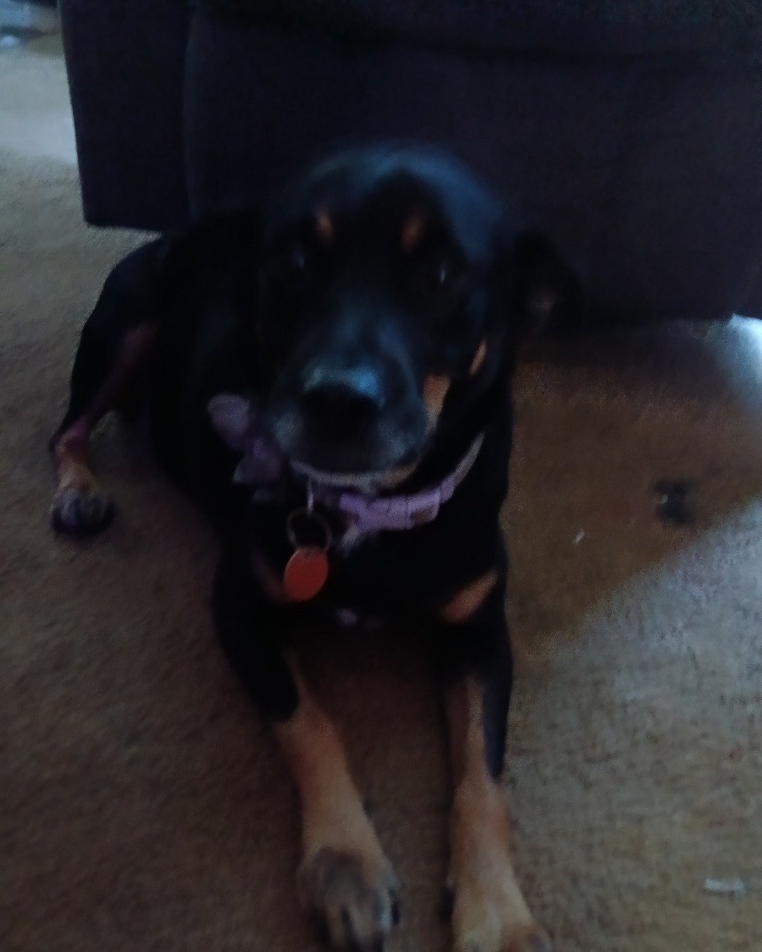 cici the asy celpy. Dog, Puppy, Hound, Couch, Furniture