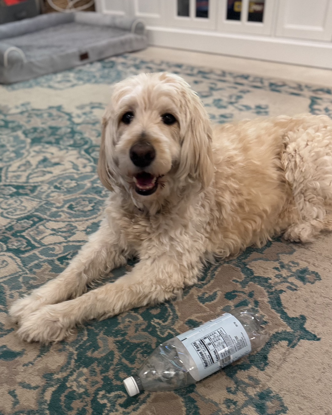 Bria the Goldendoodle