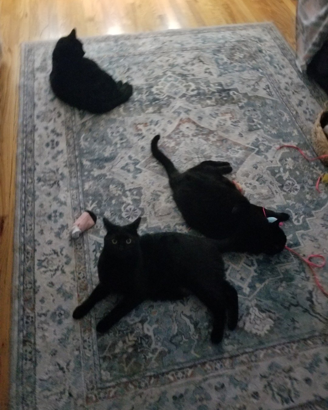 Luna the black cat. Floor, Flooring, Home Decor, Cat, Wood