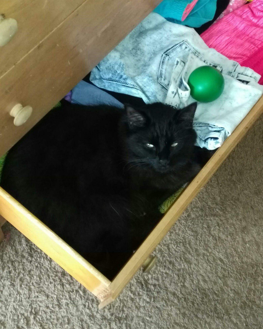 Sylvester the Unsure. Drawer, Furniture, Cat, Sphere