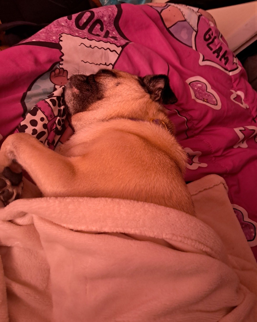 Chelsea the pug. Blanket, Baby, Person
