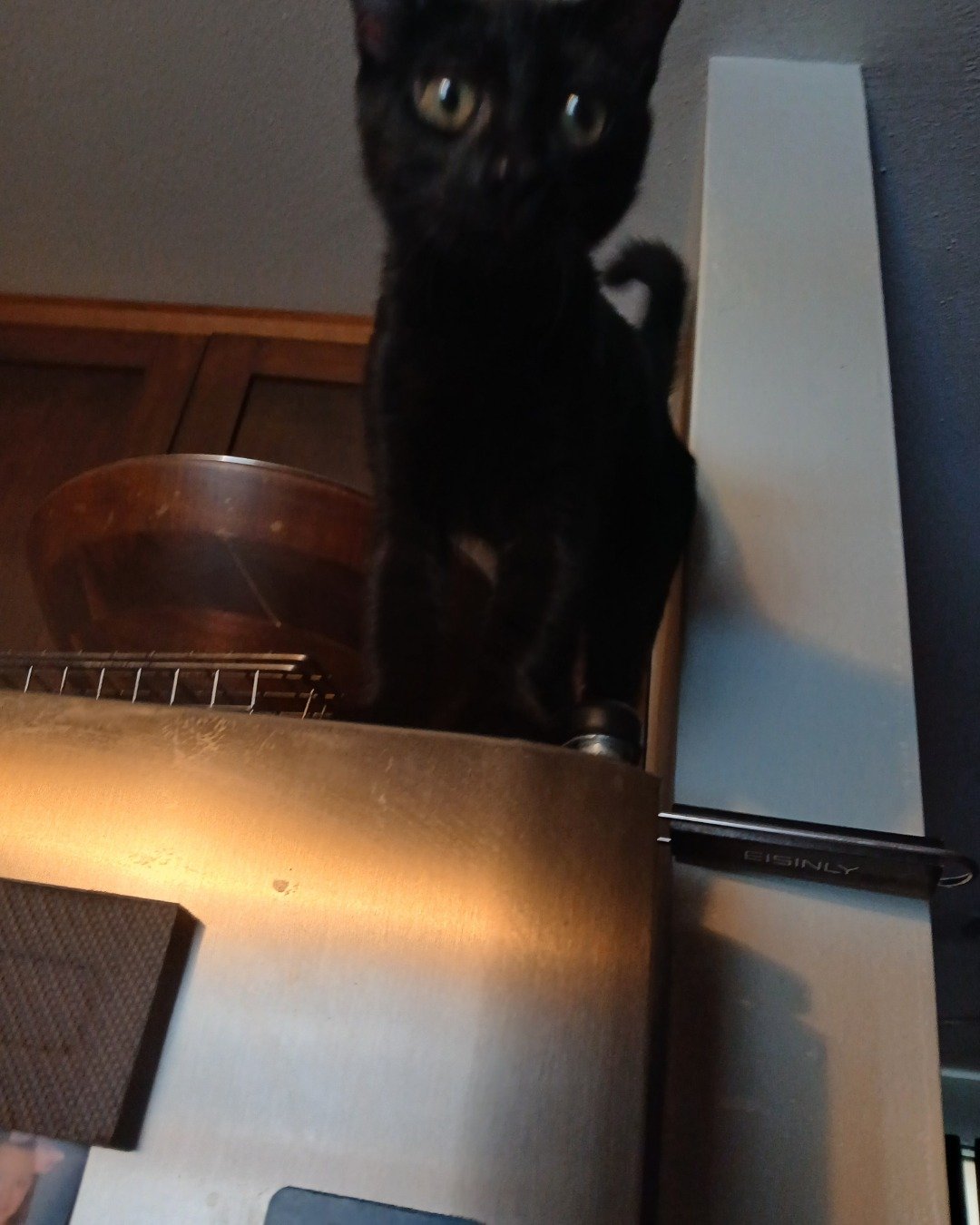 Enderchest the Shorthair Burmese cross. Cat