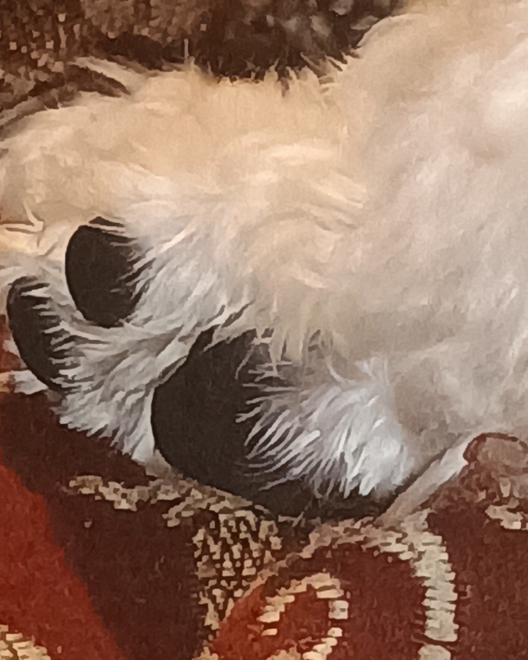 brook the Maltese. Dog, White Dog, Puppy