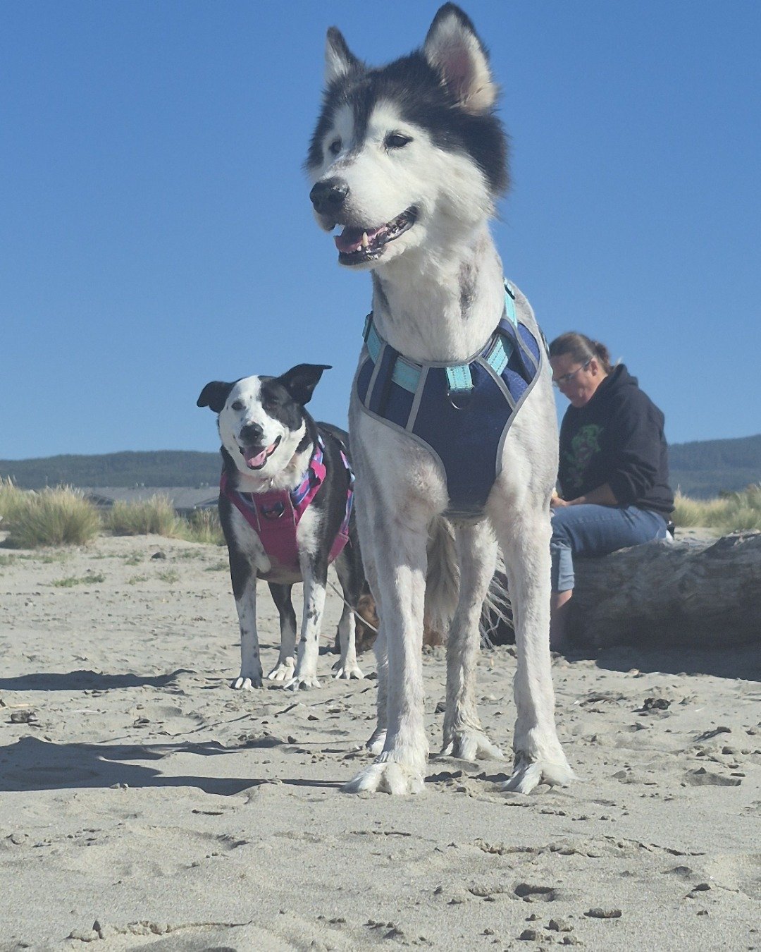 Tasha the Husky/wolf. Soil, Rock, Dog, Husky, Person, Beach