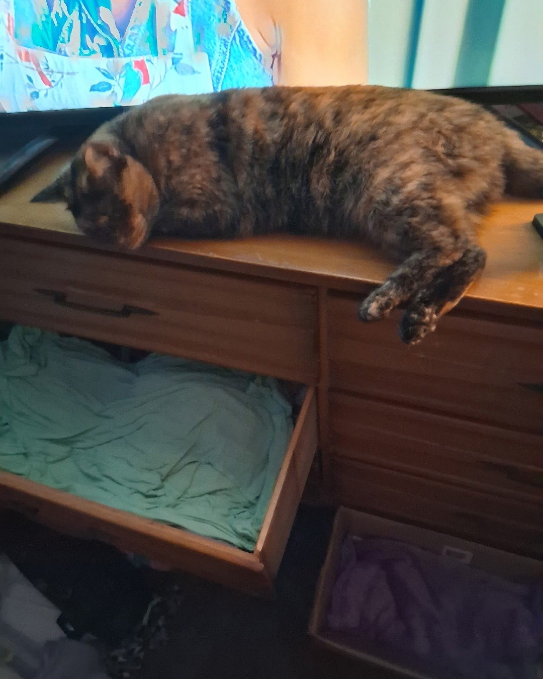 Gizmo. Drawer, Furniture, Cat, Hardwood, Wood, Stained Wood
