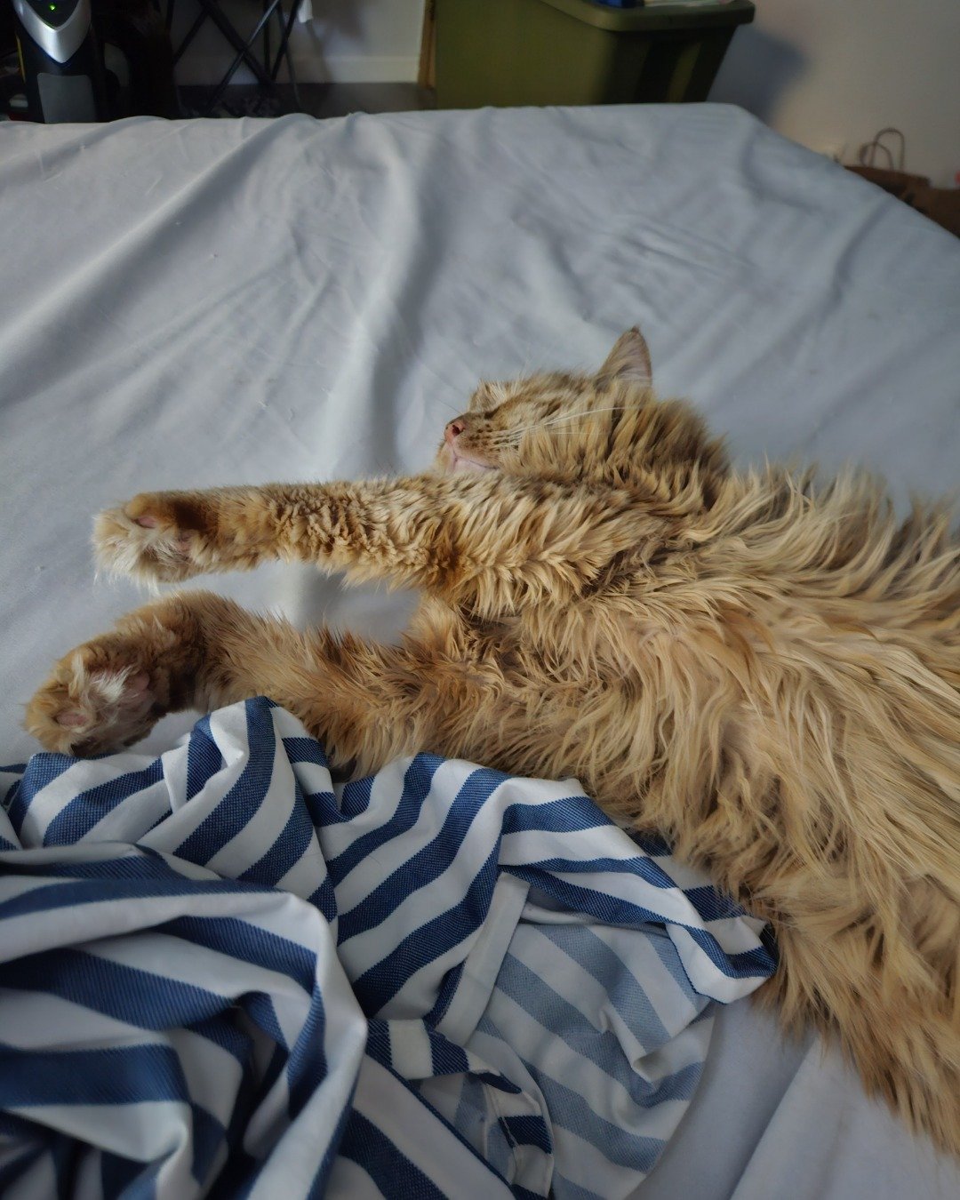 Smudge ( Orange ) And Marshmallow ( White ). Blanket, Furniture, Person, Sleeping, Cat, Bed
