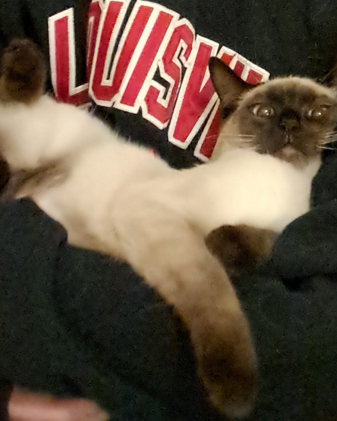 Luna🌙💫 (twin of Stella) the Siamese. Cat, Siamese