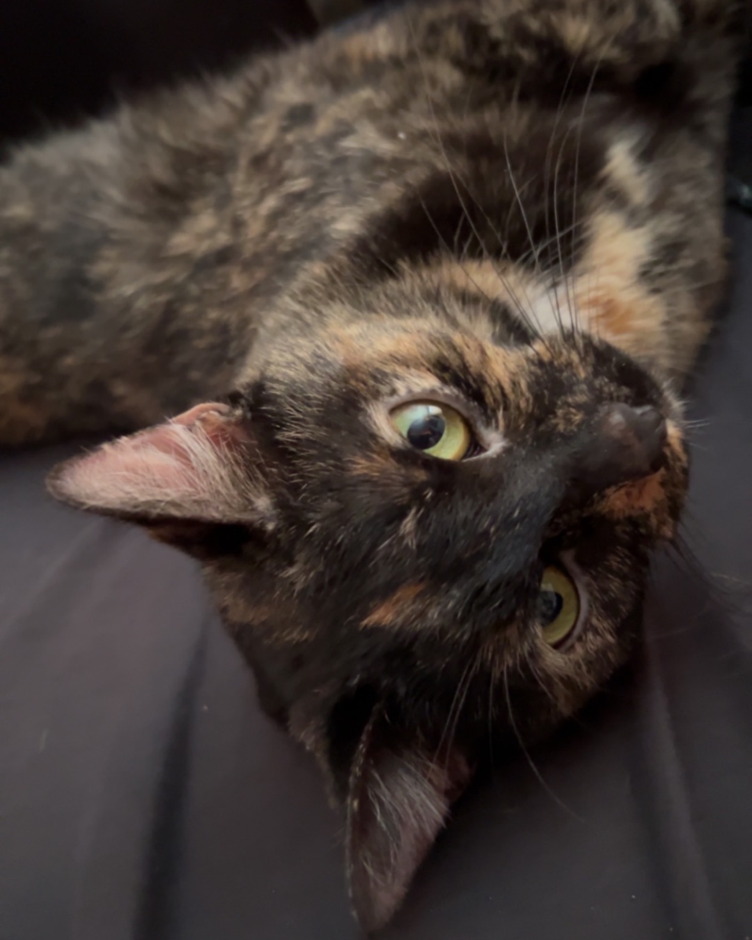 Yumiko 🖤 the tortoise shell. Cat