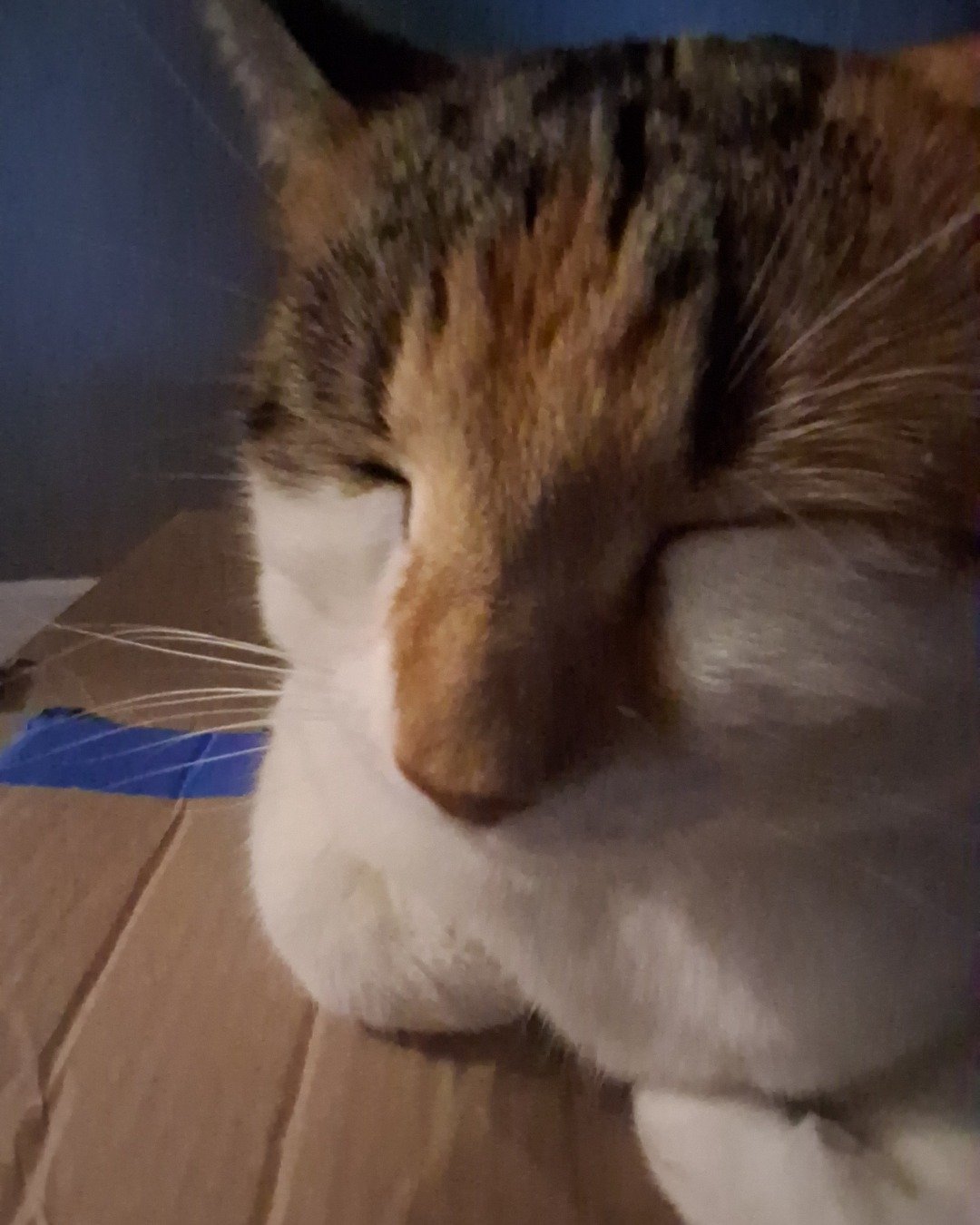 Callie the Calico maincoon. Box, Cat, Person, Sleeping