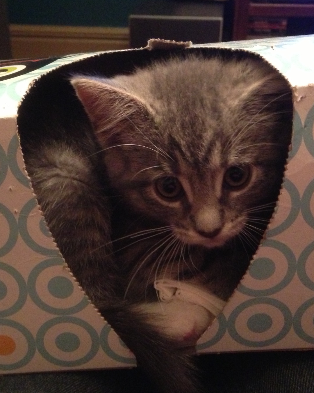 Betty the American Tabby — Cat, Kitten