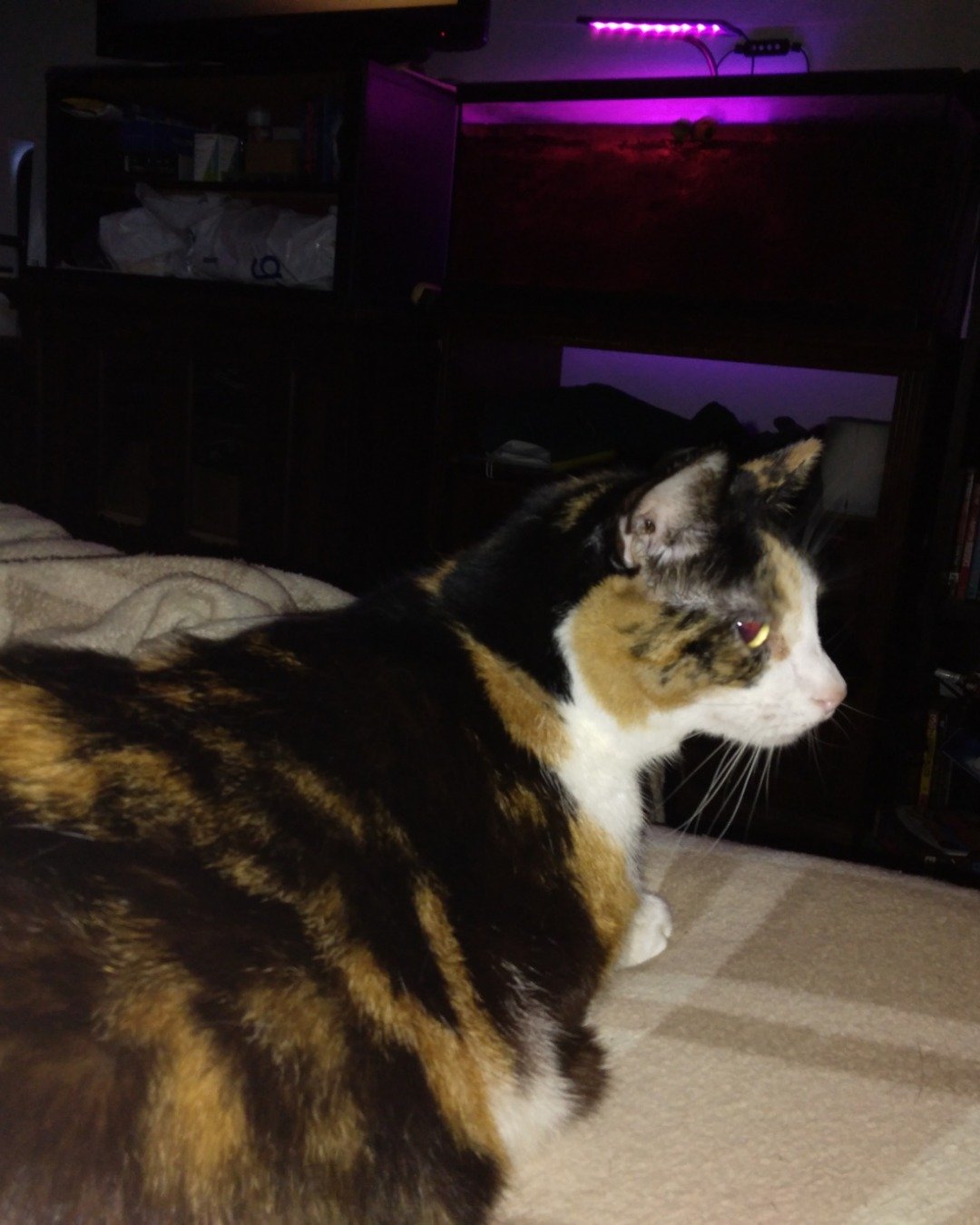 Pig the calico. Cat, Couch, Furniture, Computer Hardware, Electronics, Hardware