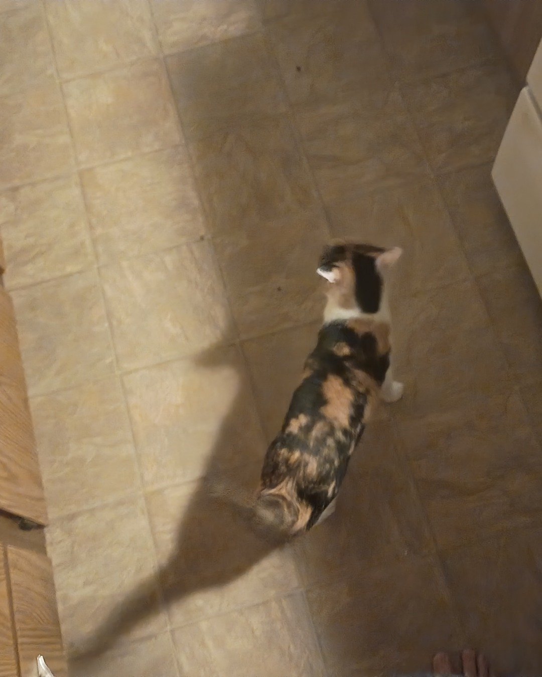 Bellamy. Floor, Flooring, Plywood, Wood, Cat, Manx