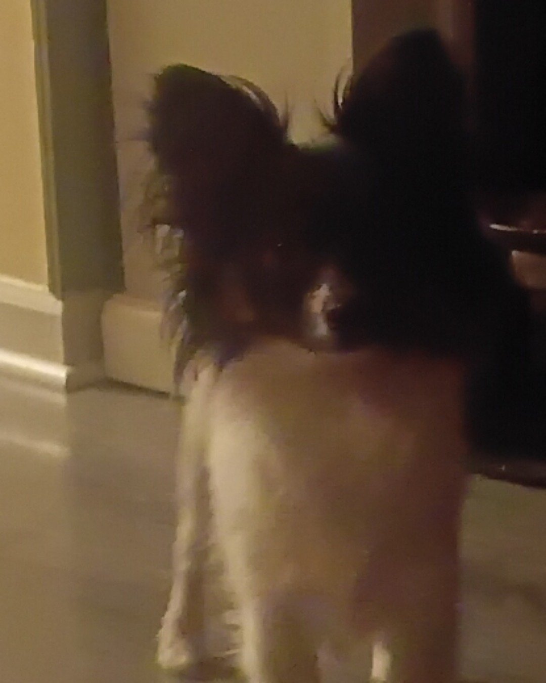 Buttons the Pampillon. Cocker Spaniel, Dog, Papillon, Person