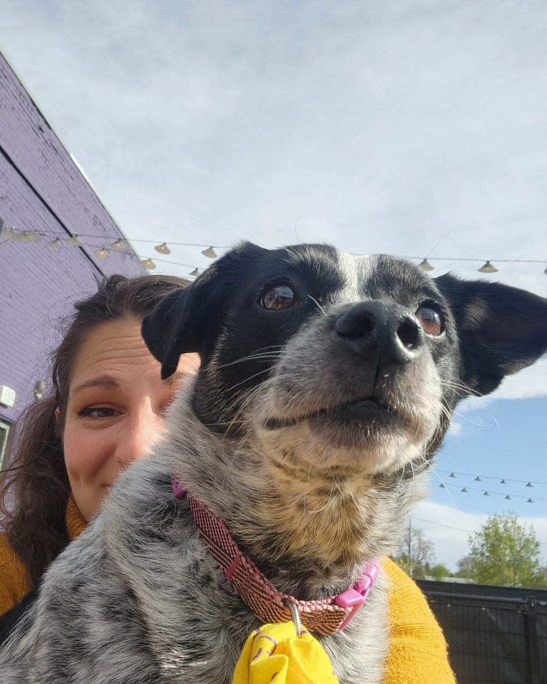 Ash — Person, Dog, Puppy, Adult, Female, Woman