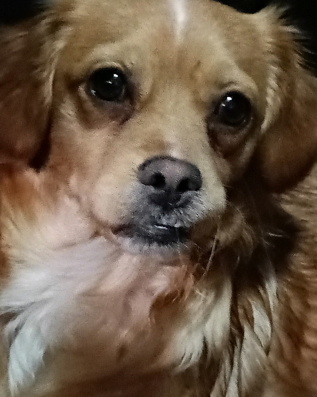 Yuri the PugZu. Dog, Puppy, Cocker Spaniel