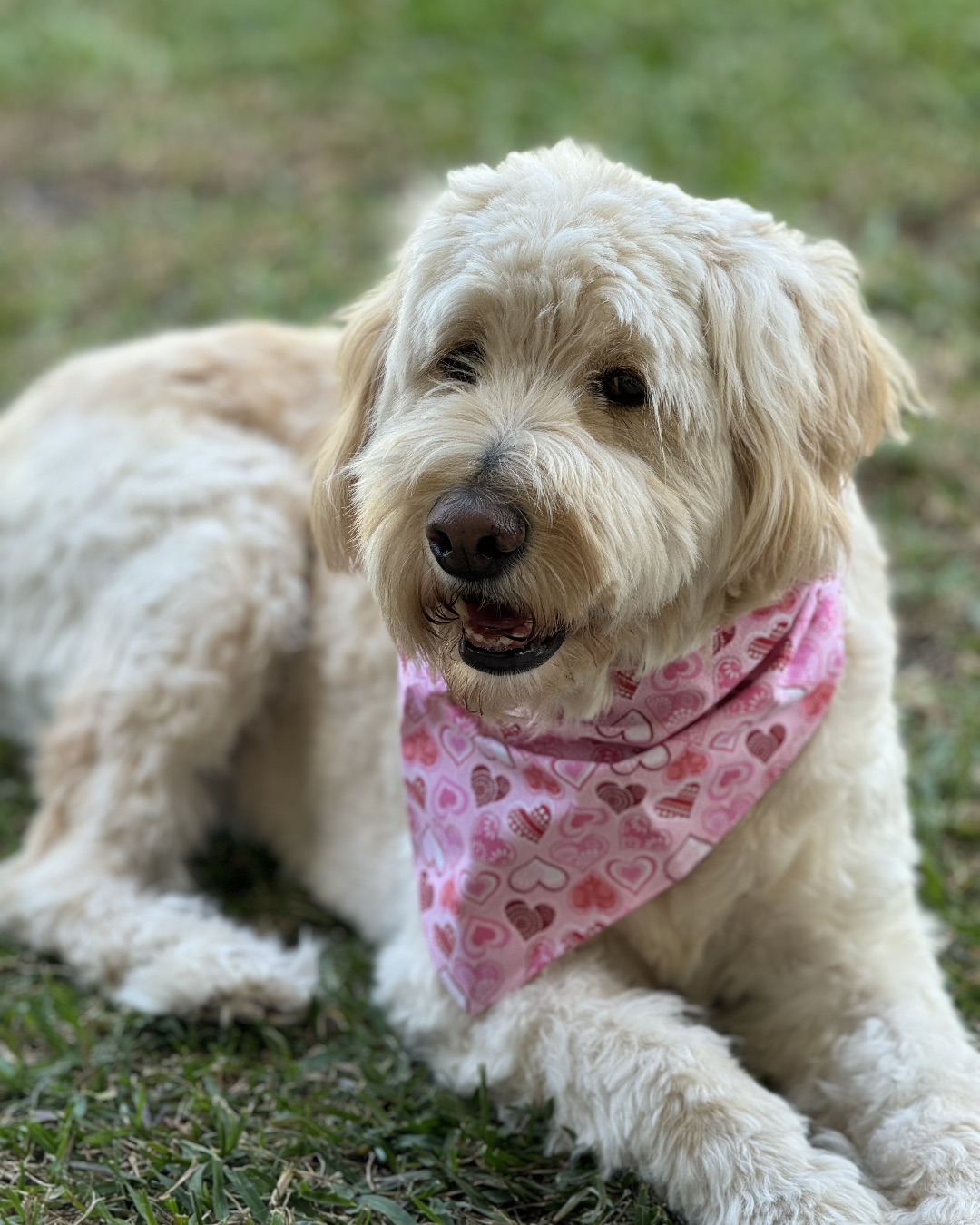Bria the Goldendoodle