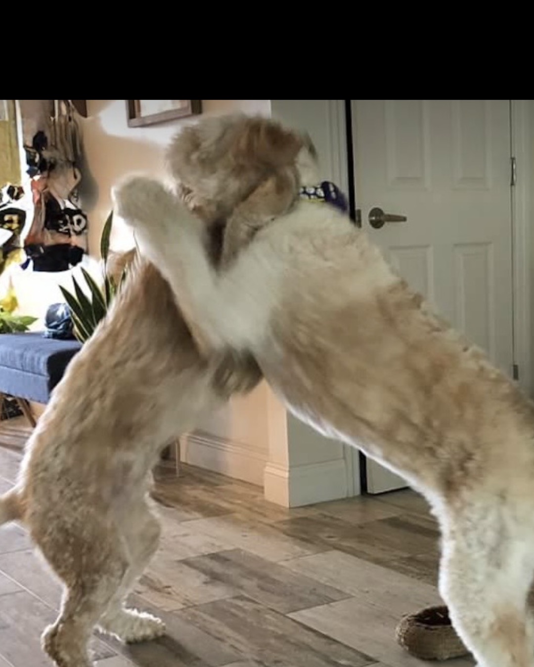Bria the Goldendoodle — Indoors, Interior Design, Dog