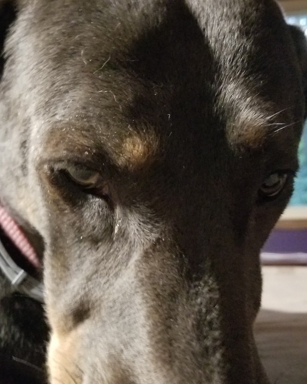 rox&blue the doberman pinscher. Dog, Hound, Cat